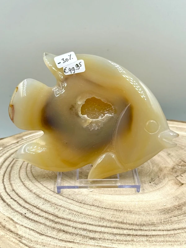 Agaat Angelfish